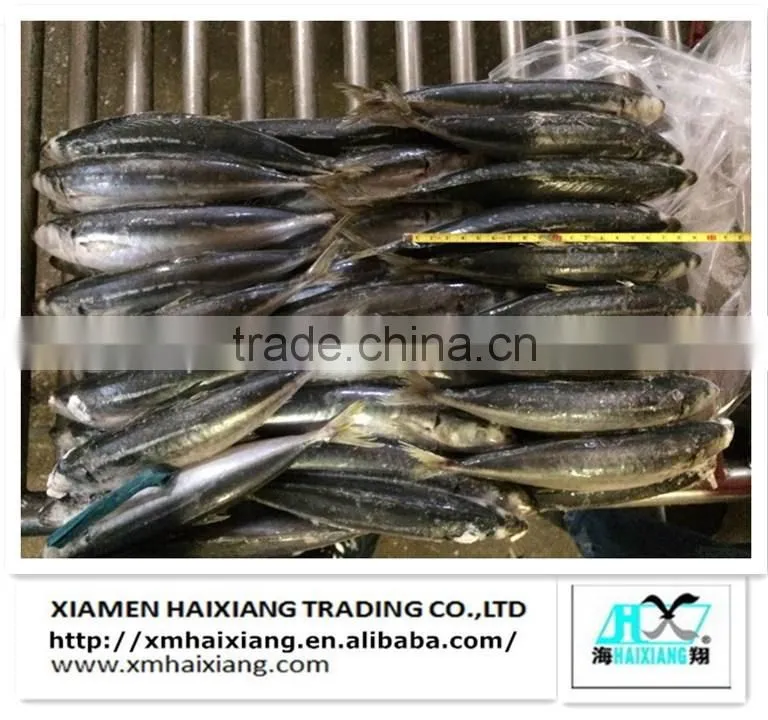 Frozen hard tail scad fish