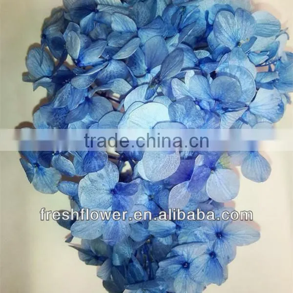 Kunming Beautiful Hydrangea hot selling in USA and Europea