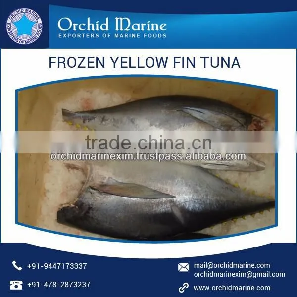Highly Nutritious Whole Round Yellowfin Tuna for Bulk Export