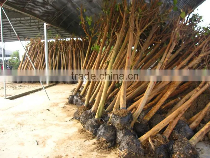 Ficus Religiosa packed for shipment