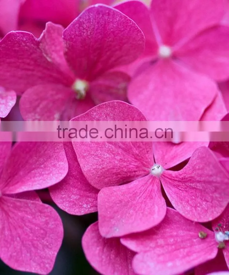 Super quality hot sell classical orange brown hydrangea
