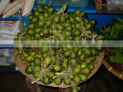 Fresh betel nut