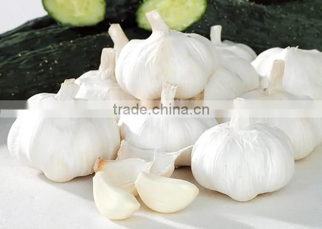 fresh garlic