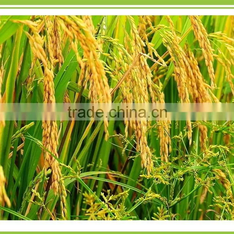Silicate Bacterium bio potassium releasing bacteria powder organic fertilizer