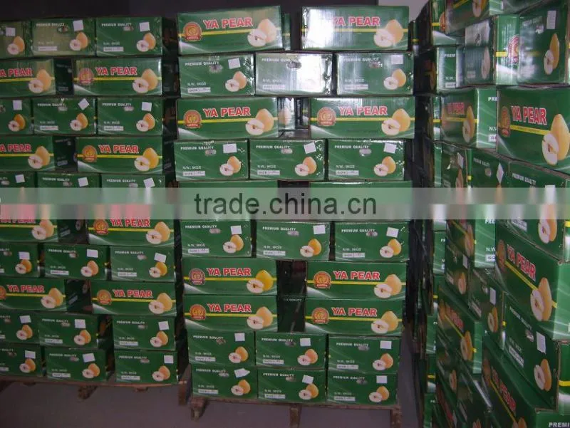 Fresh Shandong Pear 60-70-80 in 15kg Carton