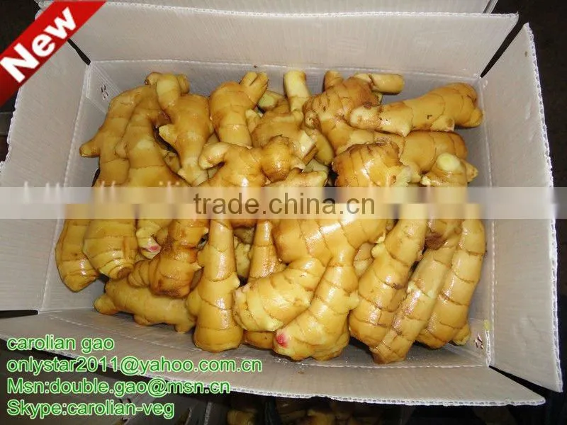 New Crop fresh air dry bags yellow ginger(2012)