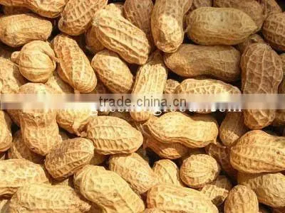 Shandong peanut kernels luhua 24/28