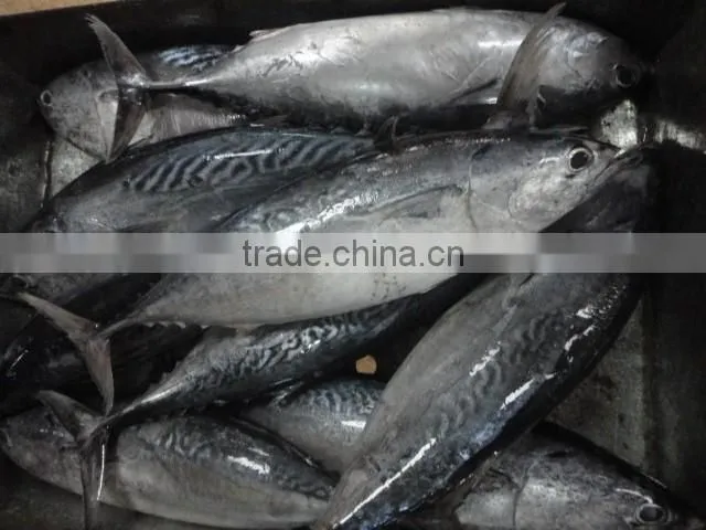 frozen whole round bonito fish
