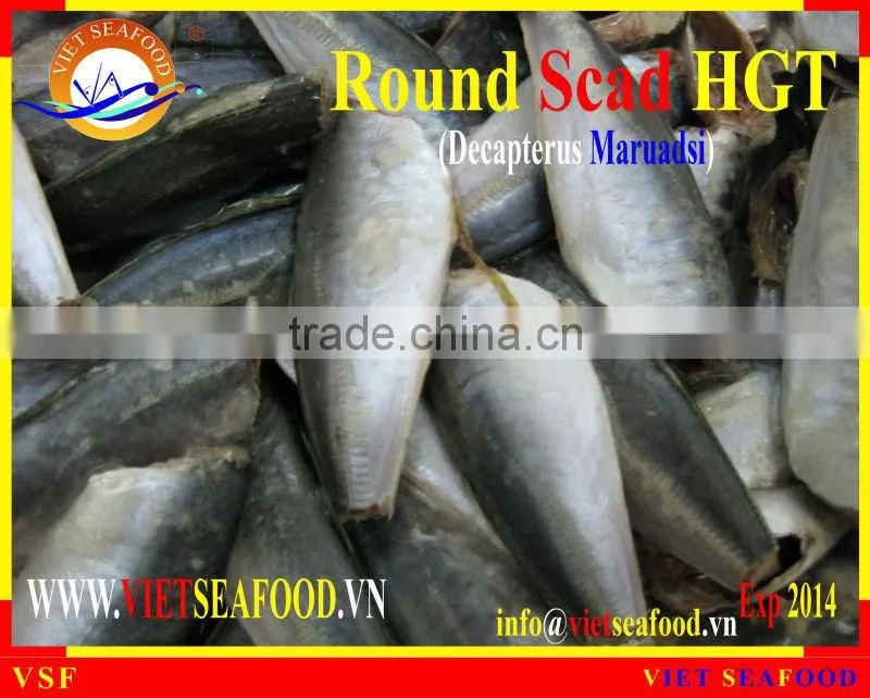 FROZEN ROUND SCAD HGT