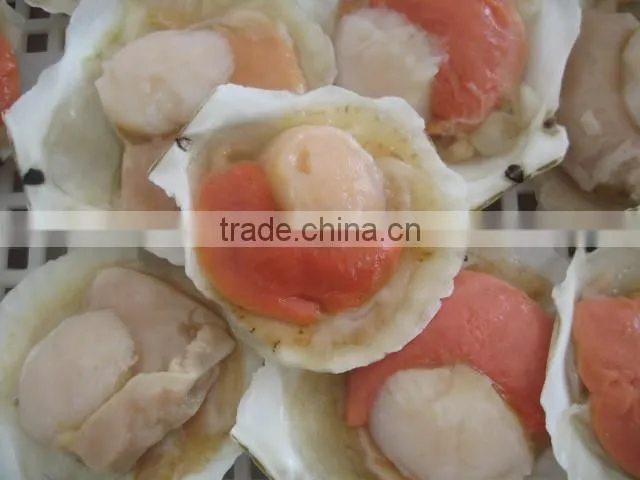 frozen hokkaido scallop