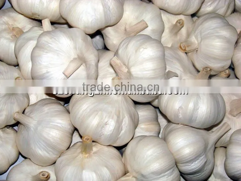 2016 New crop fresh natural pure white garlic