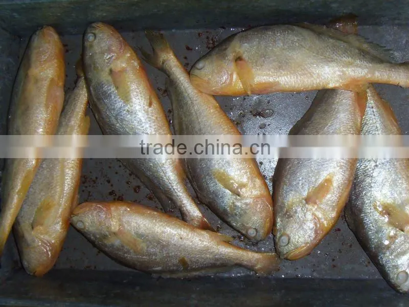 Frozen farm raised fish Yellow Croaker with high quality