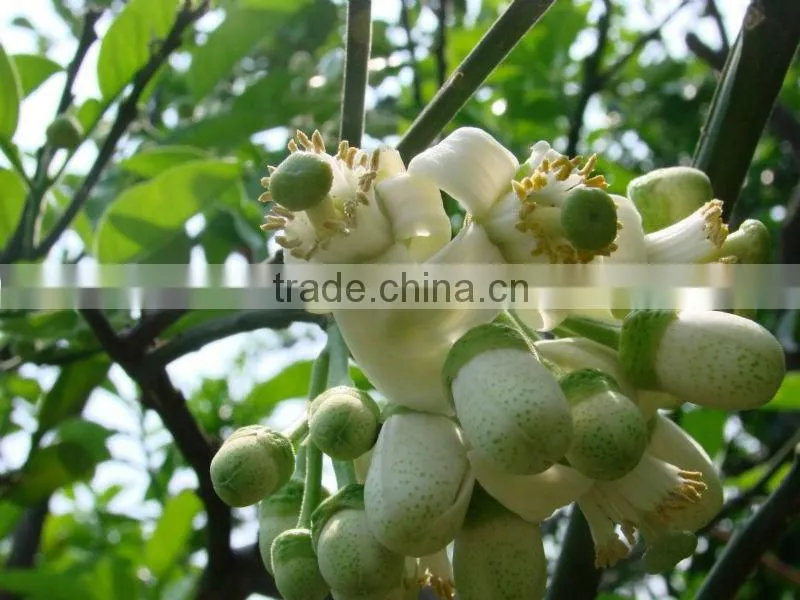 Natural and Pure Neroli Essential Oil