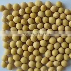 China Non-Gmo soya bean 2010
