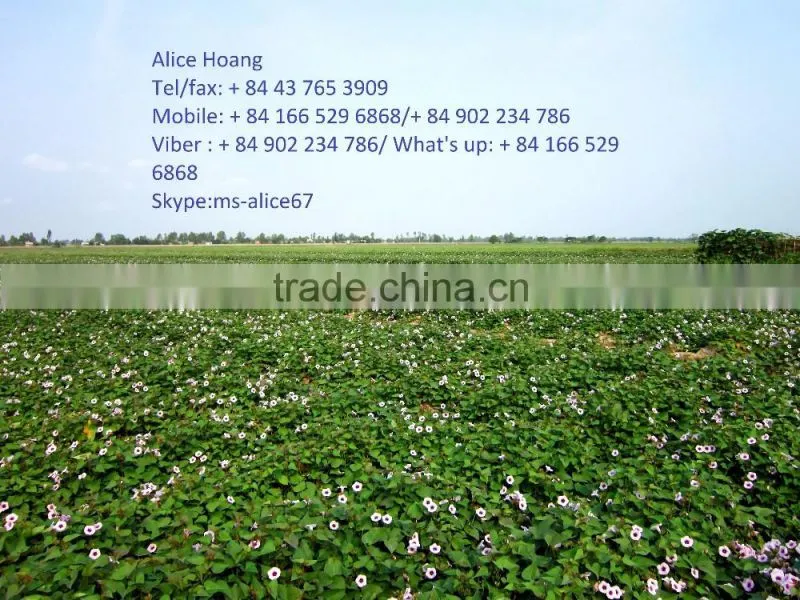 SWEET POTATO/ EXPORT IN HOANG KIM VIET NAM EXPORT IMPORT COMPANY