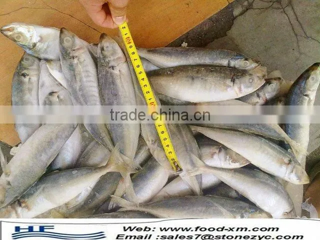 frozen fish horse mackerel