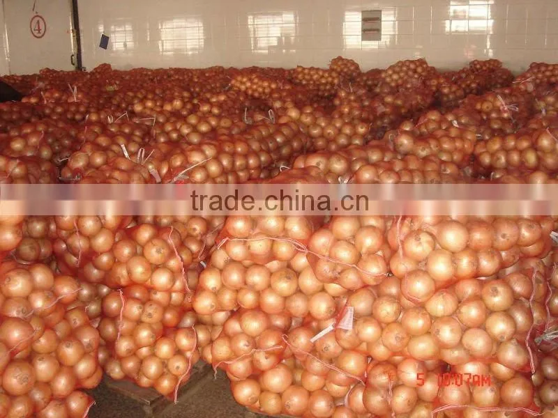 Fresh holland Onion/potato