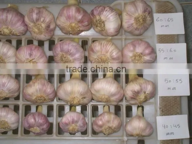 White Garlic