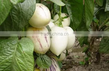 Pepino Seed Pepino Cucumber Seeds For Cultivation Germination rate above 93%