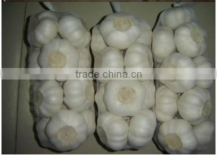 2016 new crop bulk garlic with competitive price