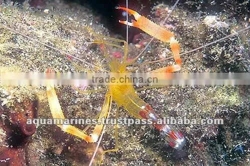 Australian Wholesale Tropical Fish Aquarium Marine Fish