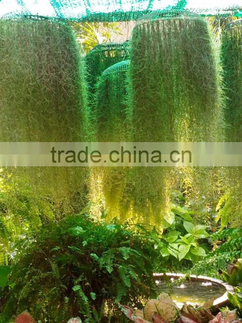 Spanish moss