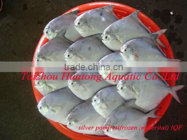 high quality delicious fresh silver pomfret fish