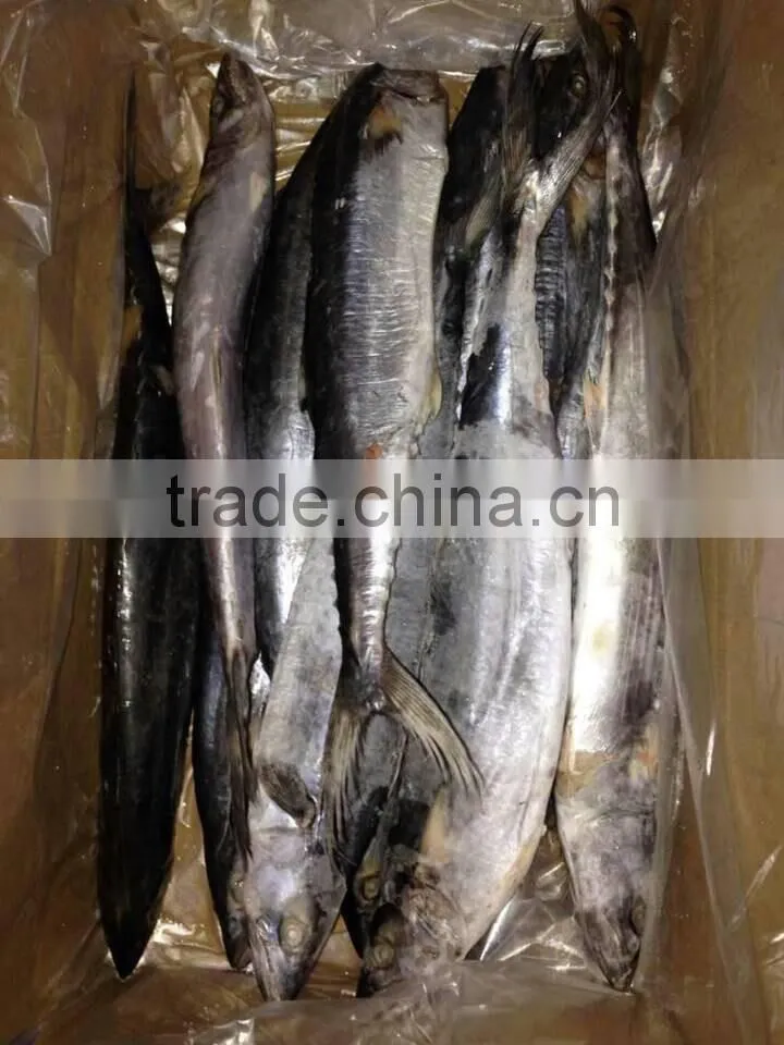 New Arrival Sea Frozen spanish Mackerel Fish on Sale