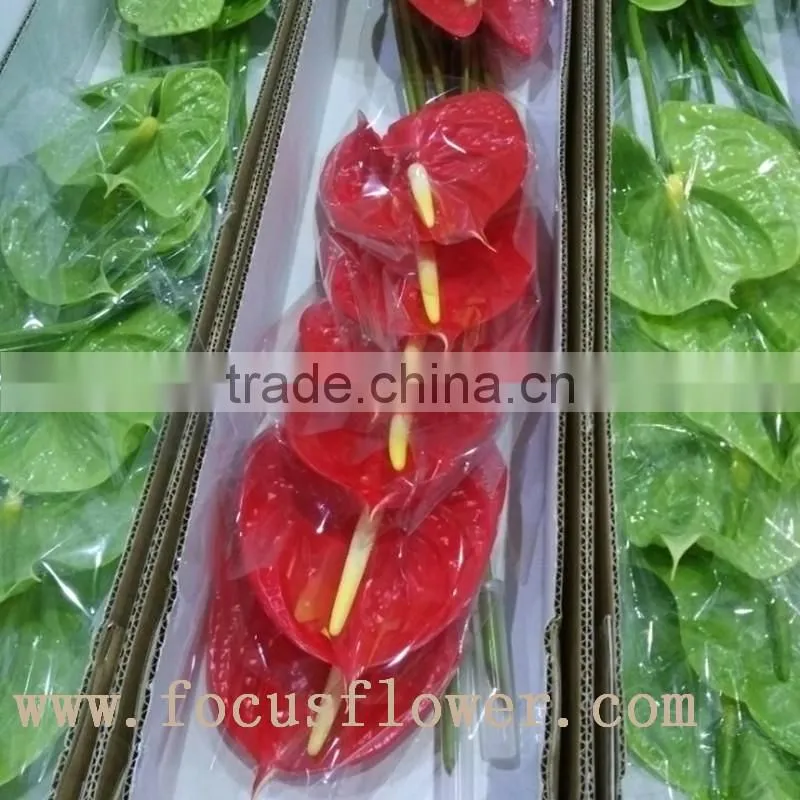 wholesale fresh cut flower plants Anthurium from kunming