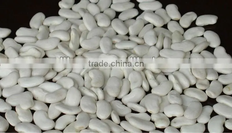 Flat White Kidney Beans
