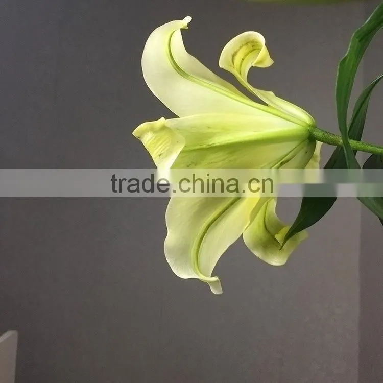 Durable Yellow King yellow lilies flower