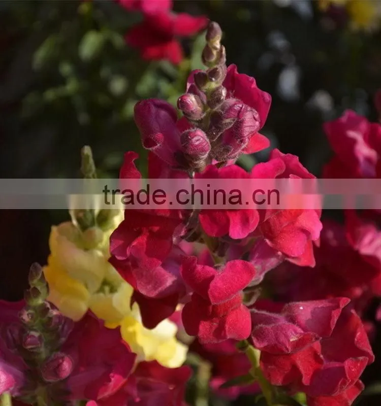 Quality hot selling fresh flowers beautiful snapdragon