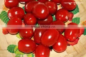 Fresh pickled tomatoes in 1500ml jars