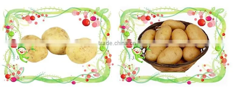 World Best Selling Products Grade A Fresh Onions