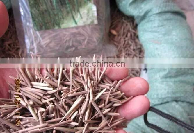 Moso Bamboo Seeds For Cultivation