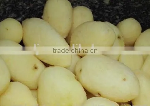 Food Processing Machine Automatic Potato Peeler 0086-15202132239