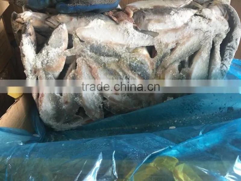 Land frozen fresh BQF size 100-200g pacific mackerel ( scomber japonicus )