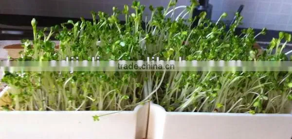 Automatic Bean Sprout Growing Machine, Model JL260A, CE certificate