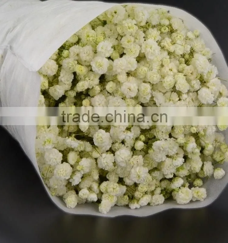 Cut Fresh best selling various gypsophila