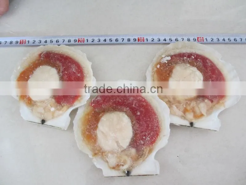 Fresh frozen scallop for sale