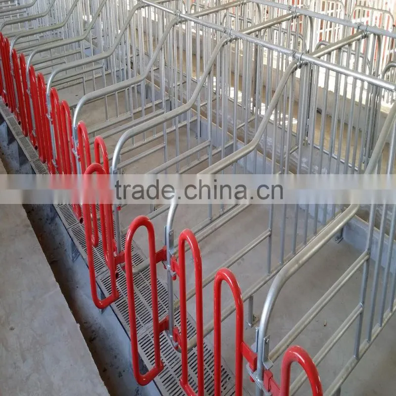 galvanized pipe for pig gestation stall