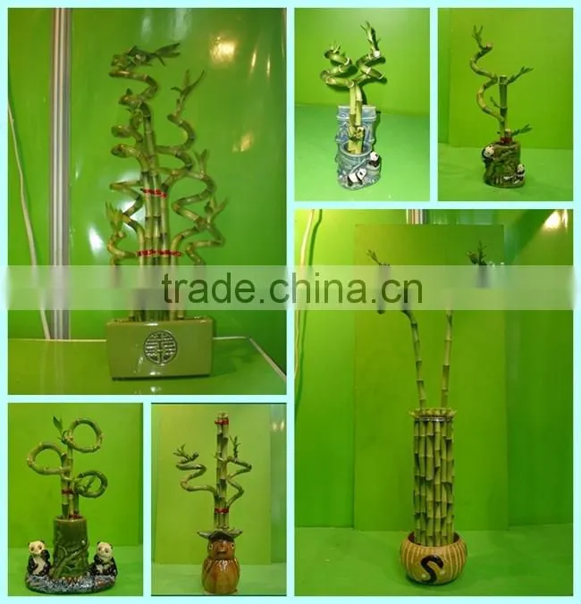 curly spiral lucky bamboo arrangement dracaena sanderiana indoor ornamental aquatic feng shui plants nursery garden decoration