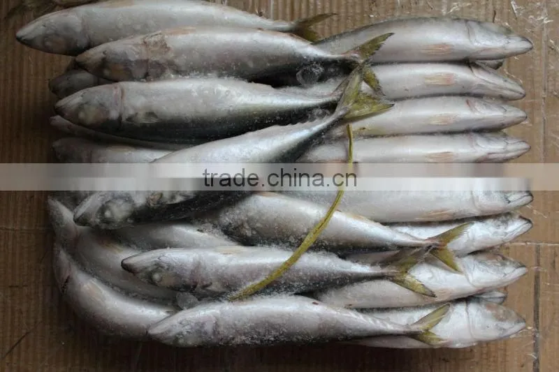 frozen pacific mackerel fish whole round