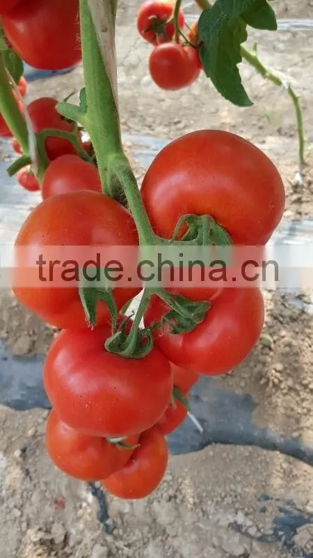 Hybrid Tomato Seeds From China TY Resistance Big Firm Fruits-6800
