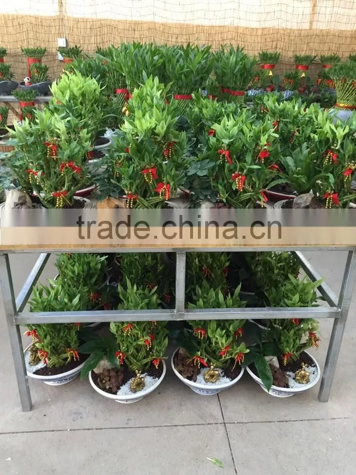 Dracaena sanderiana Sander