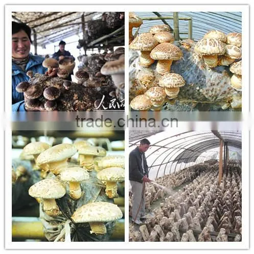 hot sale log white flower mushroom