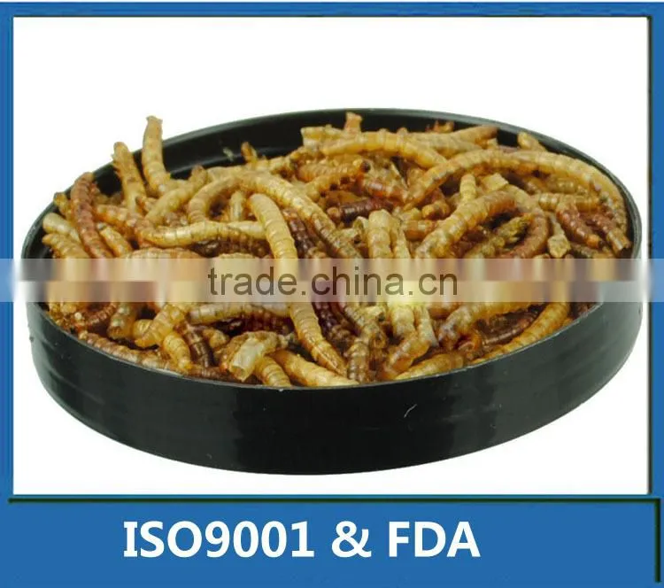FDA Certification Tenebrio molitors