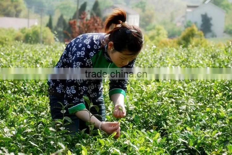 Chinese organic Green Tea loose leaf tea