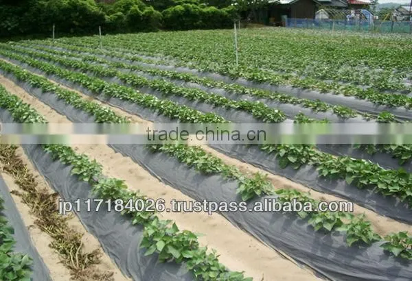 Natural and Hot-selling alibaba-store Kami Mulch for Fields at reasonable prices