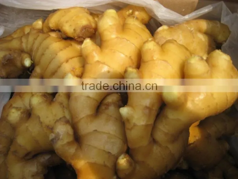 BEST PRICE VIETNAM FRESH GINGER